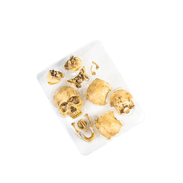 Supreme 4D Model Human Skull Gold