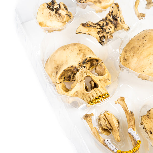 Supreme 4D Model Human Skull Gold