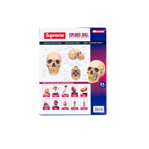 Supreme 4D Model Human Skull Gold